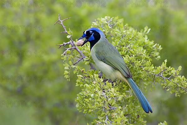 Green jay