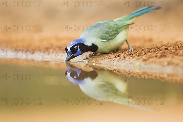 Green Jay