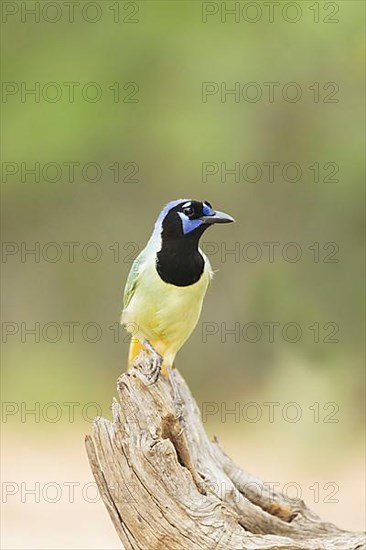 Green Jay