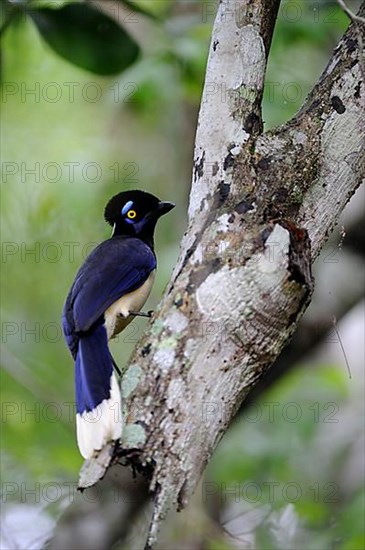 Black-capped Jay