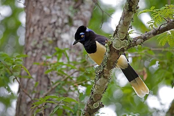 Black-capped Jay