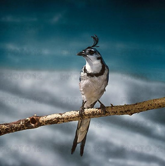 White-throated Jay