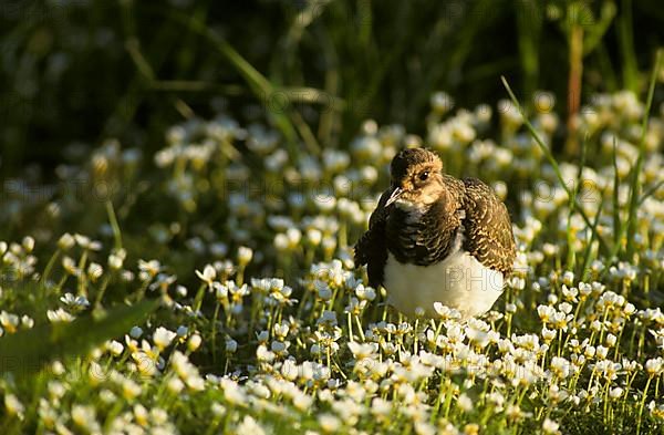 Lapwing