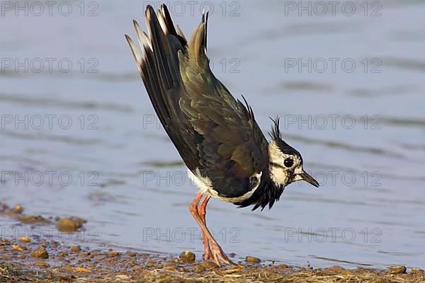 Northern northern lapwing