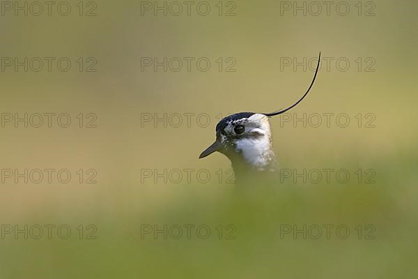 Giant northern lapwing