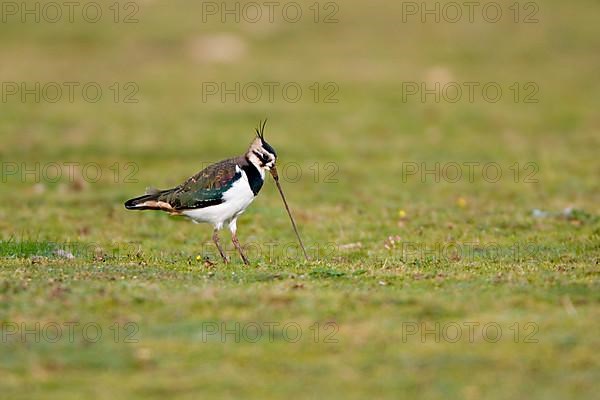 Northern northern lapwing