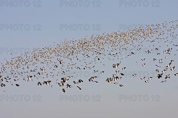 Northern northern lapwing