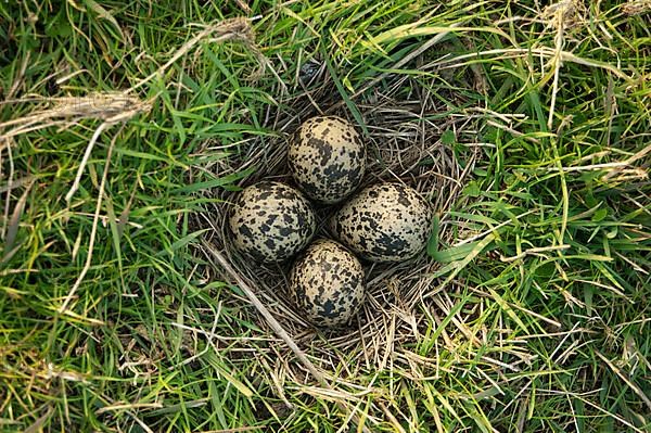 Northern Lapwing