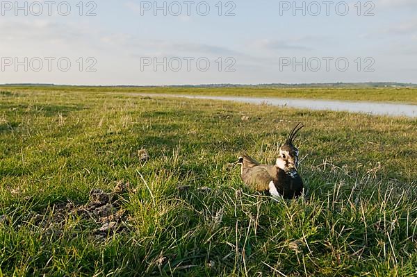 Northern Lapwing