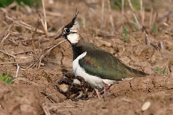 Northern northern lapwing