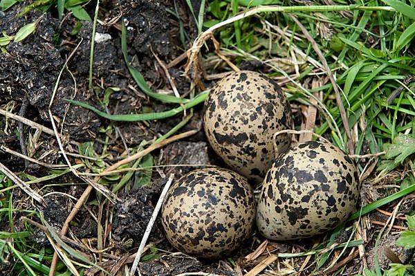 Northern northern lapwing