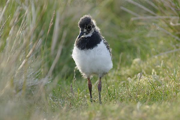 Northern northern lapwings