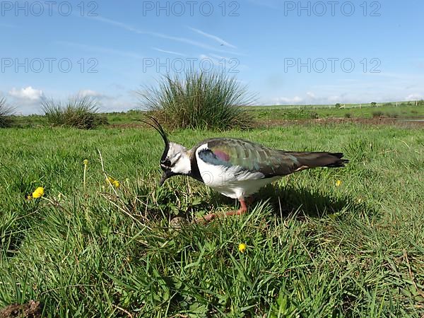 Sociable northern lapwing