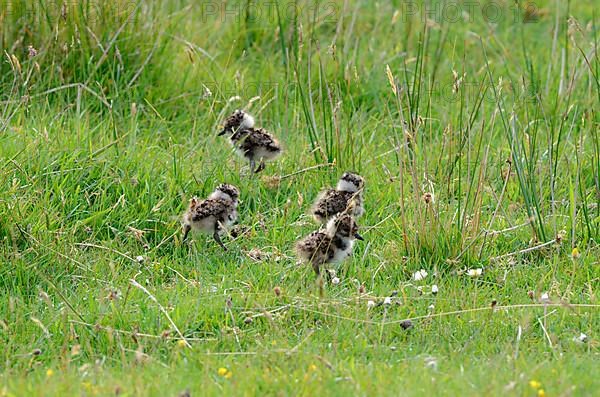 Northern Lapwing