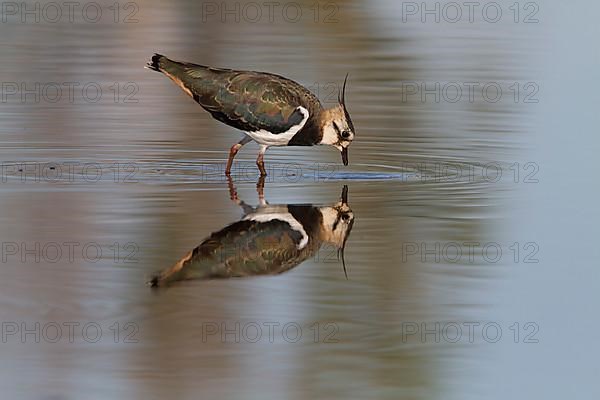 Adult northern lapwing