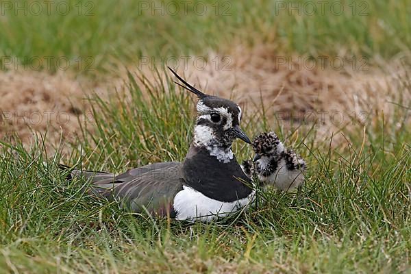 Northern northern lapwing