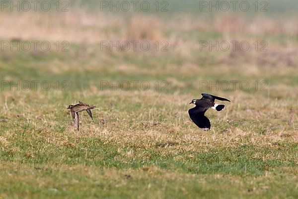 Northern northern lapwing