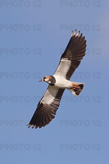 Northern northern lapwing