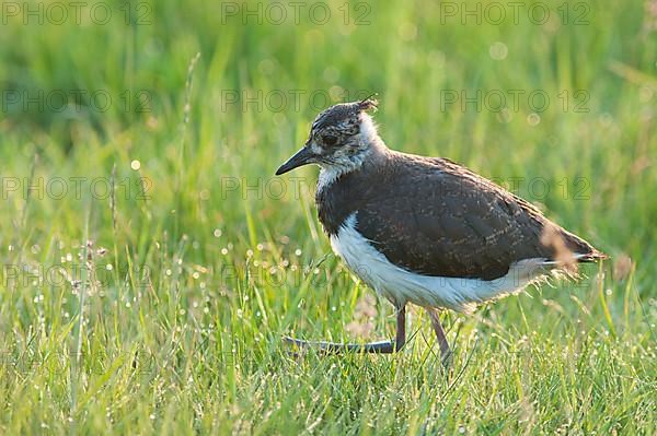 Northern Lapwing