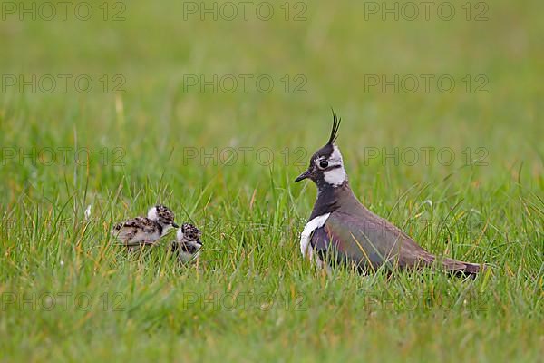 Northern northern lapwing