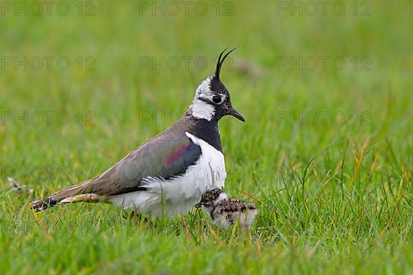 Adult female Northern northern lapwings