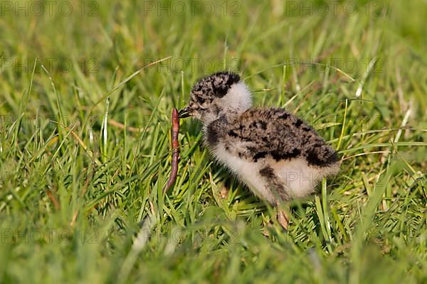 Northern northern lapwings