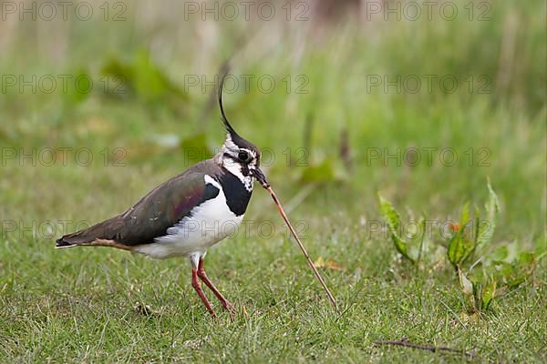 Northern Lapwing