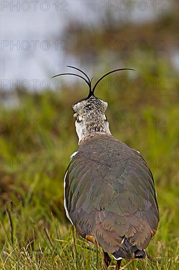 Northern northern lapwing