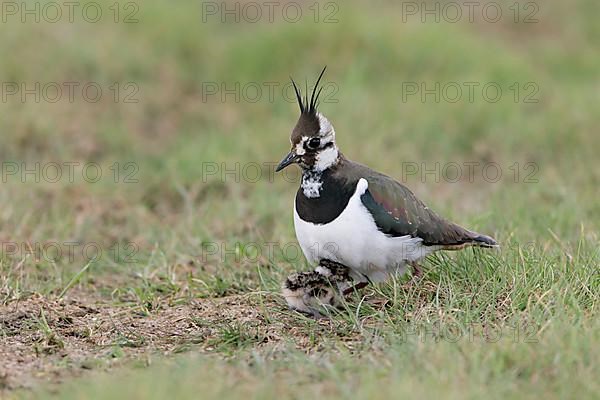 Northern northern lapwing