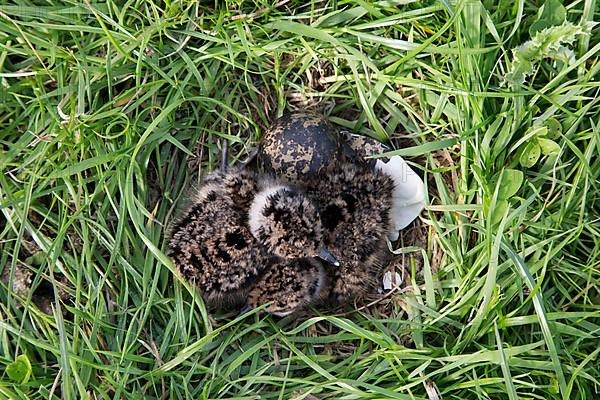 Northern northern lapwings