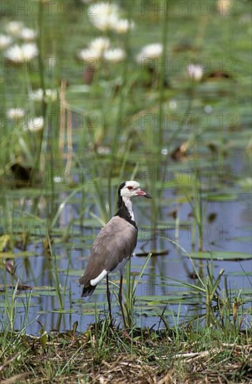 Long-toed Lapwing