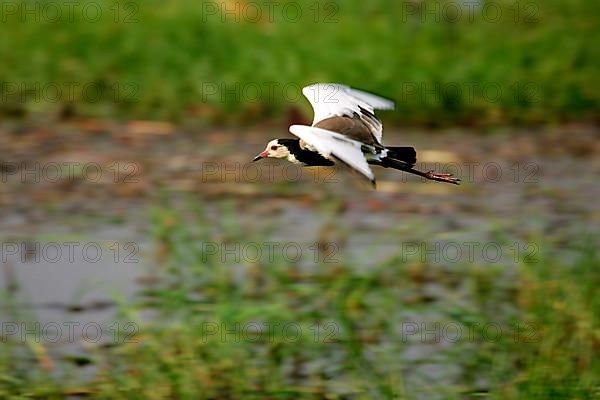 Long-toed Lapwing