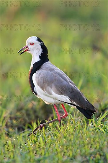 Long-toed Lapwing