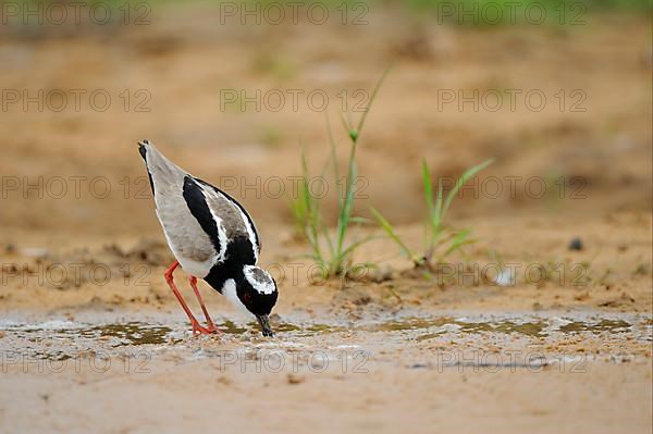 Cayenne plover