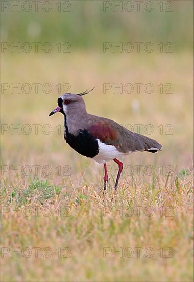 Southern lapwing