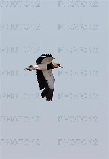 Southern lapwing