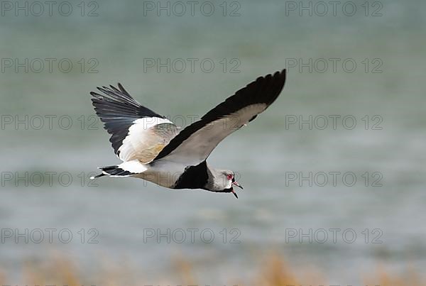 Southern lapwing