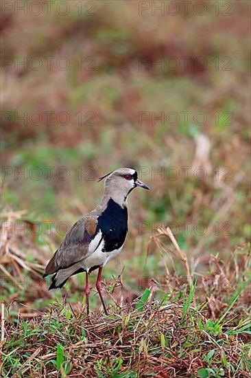 Southern lapwing