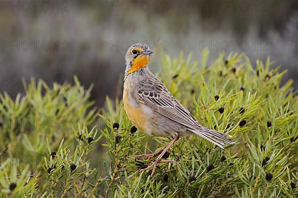 Orange-throated Longclaw