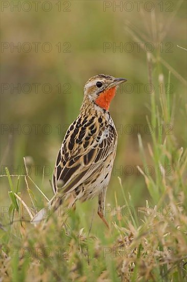 Rosy-breasted Longclaw Macronyx ameliae