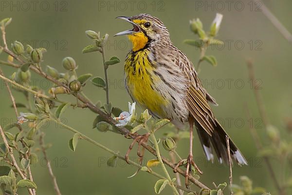 Yellow-throated Longclaw