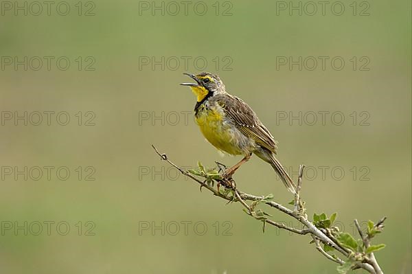 Yellow-throated longclaw
