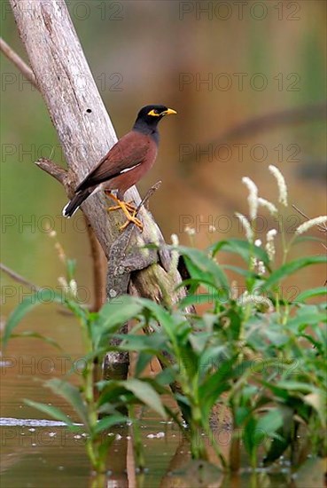 Common common myna