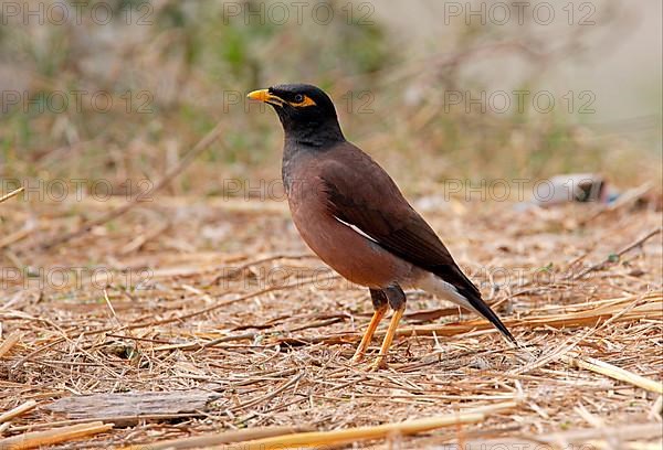 Common common myna