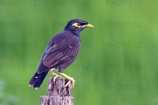 Shepherd's mynah