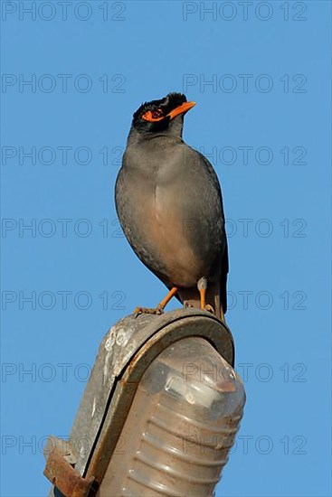 Bank Mynah