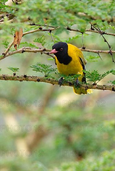 African Black-headed Oriole