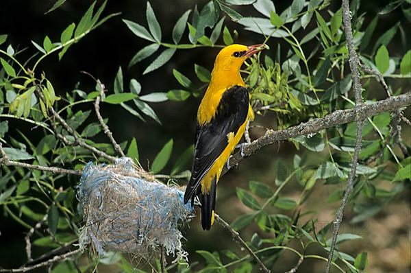 Golden Oriole