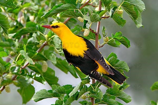 Golden Oriole