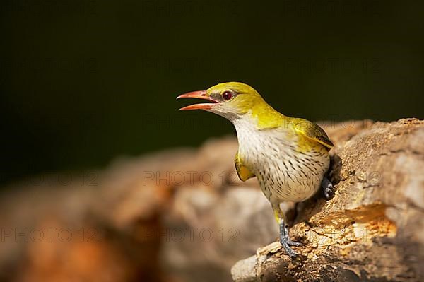 Golden Oriole